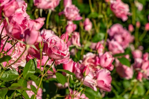 Property & Gardens | Botleng Guest House